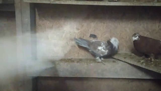 андижанские голуби смотреть онлайн