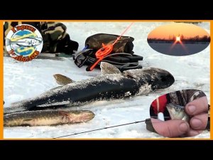 Зимняя рыбалка.жерлицы на щуку.как насадить живца.