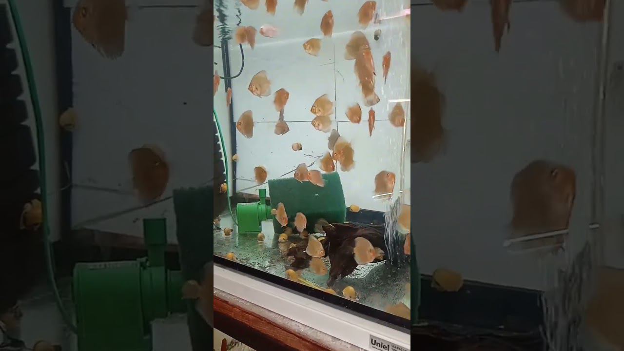 Мальки дискусов Голубой Алмаз, подрастают #aquarium #аквариум #аквариумныерыбки #shorts смотреть онлайн