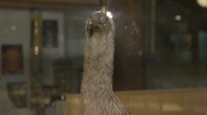 Oxford Discover 5  Wrap Up 1 Why do we protect animals?