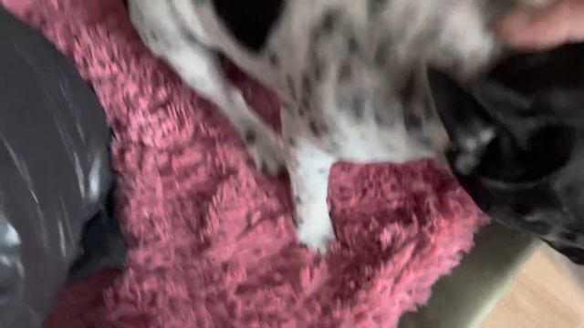 Проводы Жорика