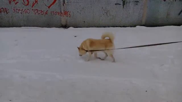 Пушок 2. Щенок смотреть онлайн
