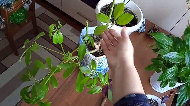 Для чего сейчас ветки ивы? смотреть онлайн