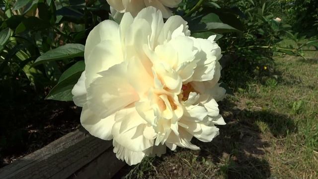 Пион Пастелеганс / Peony Pastelegance - Сад на Волхове смотреть онлайн