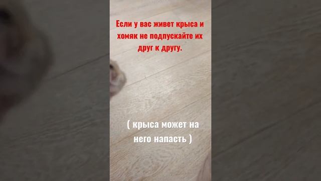 Крыса преследует хомяка ?