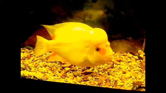 Экзотическая рыбка в ресторане АРКА. Exotic fish in a restaurant ARCA. смотреть онлайн