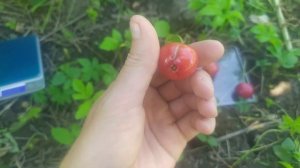 Вишня Встреча, дюки Ночка, Игрушка