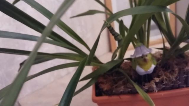 Камбрия или Цимбидиум Kivi Полночь из фласки не цветет пока😅 смотреть онлайн