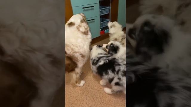 #Щенки аусси, последние деньки смотреть онлайн