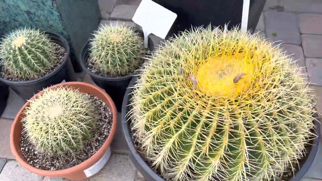Large landscape cacti and succulents 🌵🏜️☀️💐😀💚 смотреть онлайн