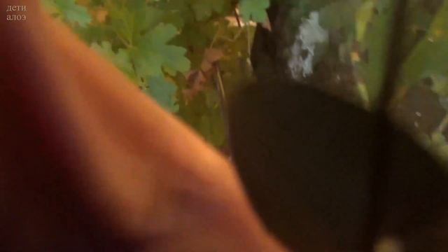 Церопегия Вуди и её соседи смотреть онлайн