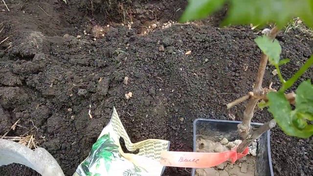 Подготовка к посадке спасенных черенков винограда и саженца кишмиша Велес смотреть онлайн