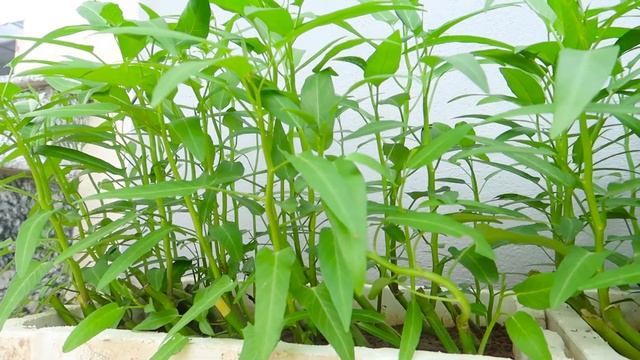 Growing Water Spinach at Home from Cuttings in Styrofoam Containers смотреть онлайн