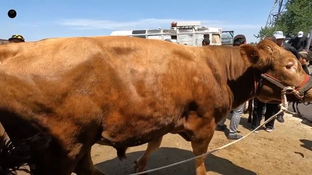 ОТ БОЗОР! КОННЫЙ РЫНОК! БОЗОРИ АСП! HORSE MARKET!PFERDEMARKT смотреть онлайн