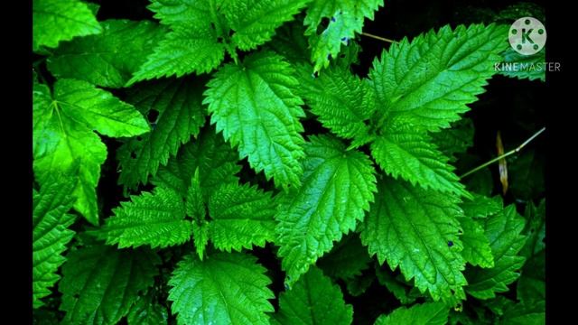 ПОЧЕМУ ЖАЛИТ КРАПИВА? смотреть онлайн