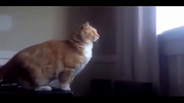 Очень смешные котики 1 смотреть онлайн