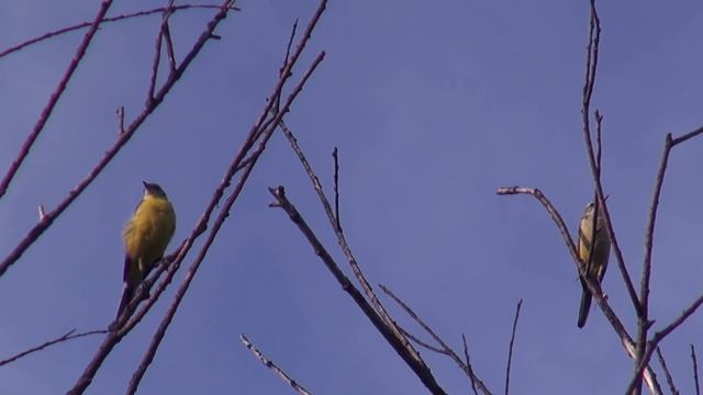 Птицы Жёлтая трясогузка Birds Yellow Wagtail
