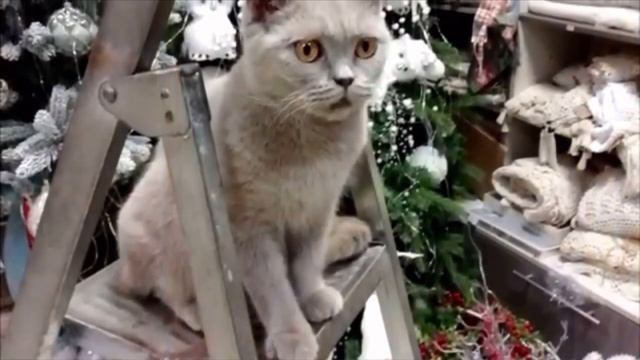 Страдающая от боли кошка могла лишь грустно смотреть на людей вокруг, она боялась каждого шороха смотреть онлайн