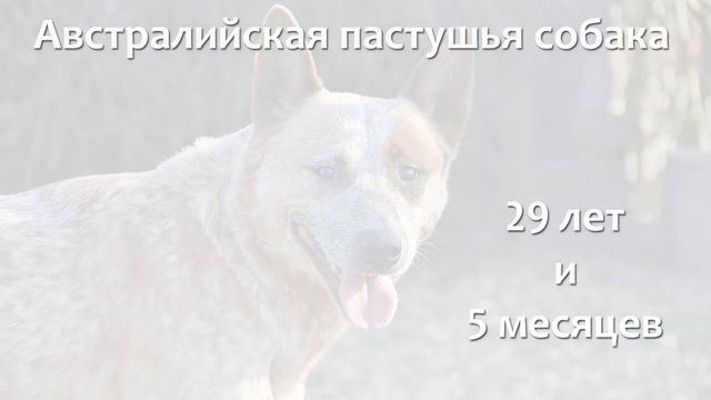 Собаки долгожители - породы. смотреть онлайн