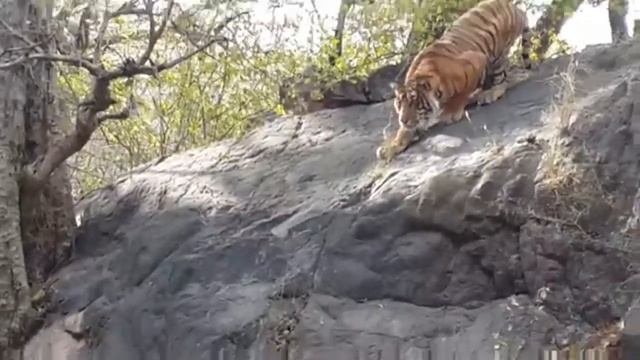 Tiger, tiger roaring loud II Jungle Safari II wildlife video II Best tiger roar ever ! смотреть онлайн