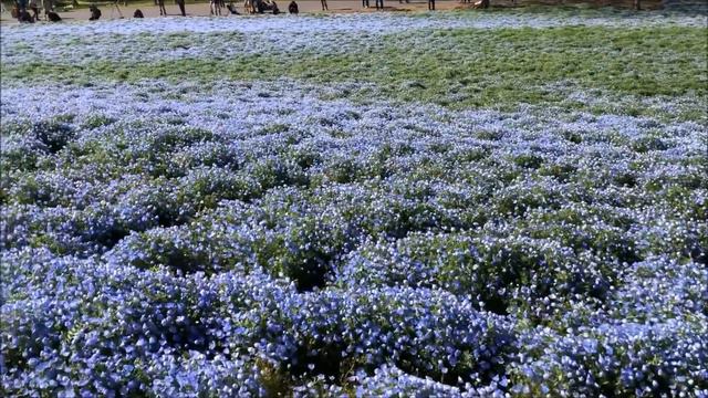 H31.04.20　ネモフィラ　ひたち海浜公園　茨城県 смотреть онлайн