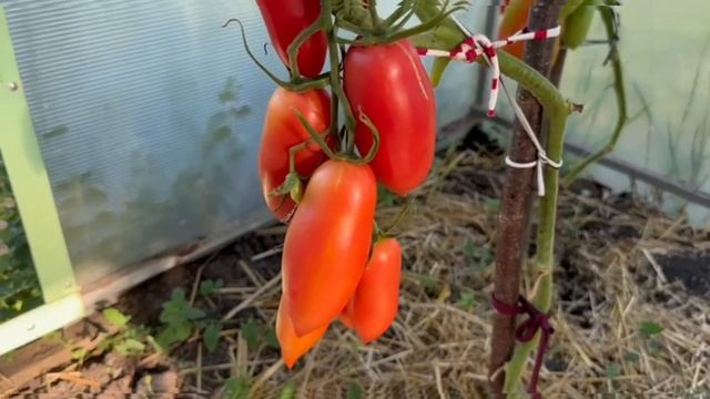 Еще два интересных сорта, которые радовали своим урожаем в 2023 г.