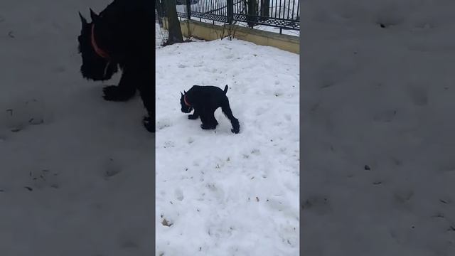 Порода ризеншнауцер смотреть онлайн