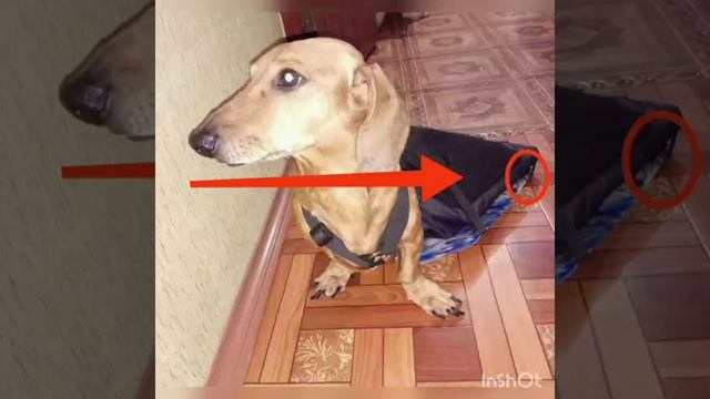 Тачки-коляски для котов-спинальников и собак мелких пород: СПЕЦПРЕДЛОЖЕНИЕ смотреть онлайн