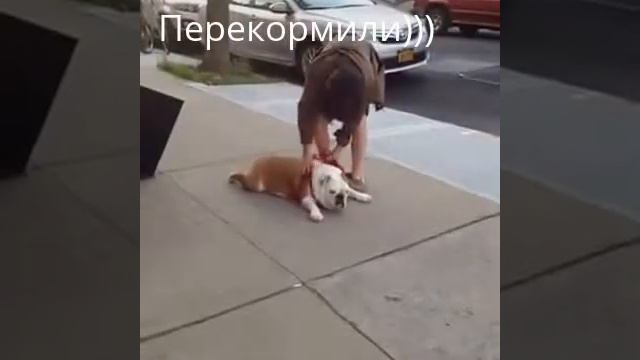 Перекормили собачку (РЖАКА)