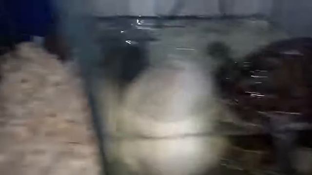 Ekzotika ZOO. Среднеазиатская черепаха, Красноухая черепаха. смотреть онлайн