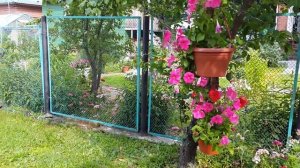 Мой приусадебный участок, 2017