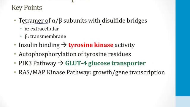 Endocrinology - 3. Pancreas - 1.Endocrine Pancreas atf смотреть онлайн