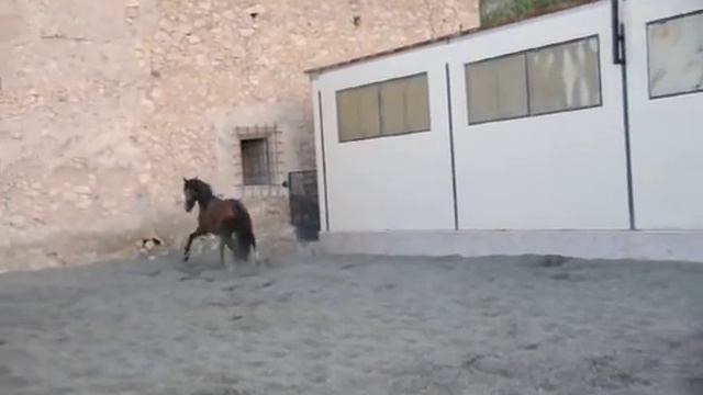 Продажа лошадей www.spanishhorse.ru смотреть онлайн