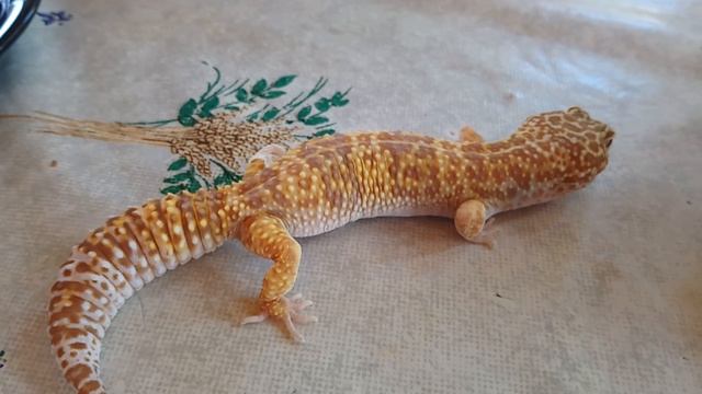 Стоит ли заводить эублефара смотреть онлайн