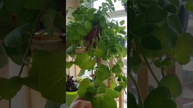 Комнатная мята