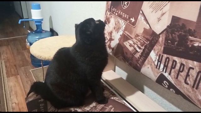 Знакомство с кошкой Марусей | как нам ее подарили и ее характер. смотреть онлайн