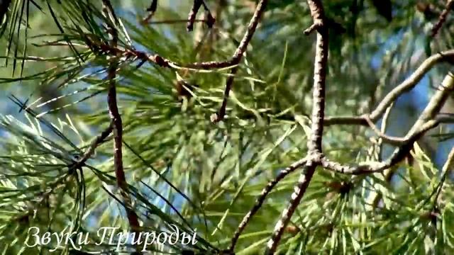 ?Мелодии птиц, чтобы расслабиться и заснуть. ? #музыкадлясна смотреть онлайн