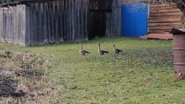 Дикие гуси?