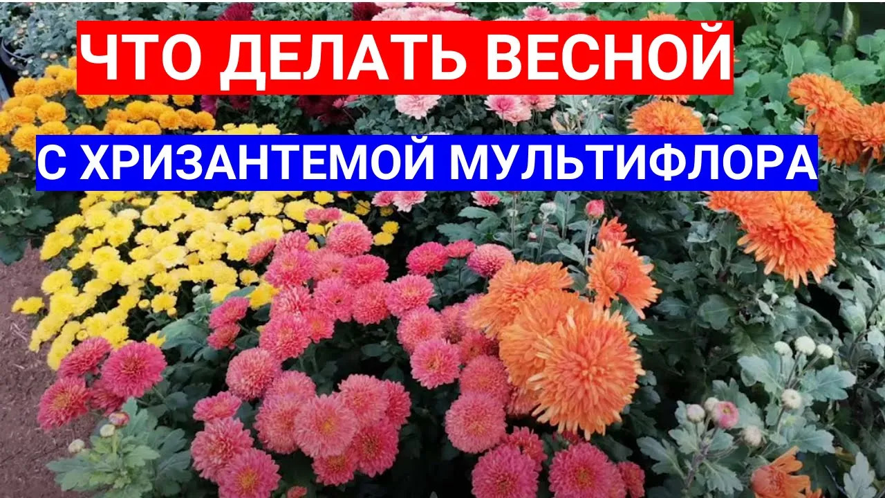 ХРИЗАНТЕМА МУЛЬТИФЛОРА УХОД ВЕСНОЙ. КАК УДАЛОСЬ СОХРАНИТЬ ЗИМОЙ МАТОЧНИКИ - ЧЕРЕНКОВАНИЕ ХРИЗАНТЕМЫ смотреть онлайн