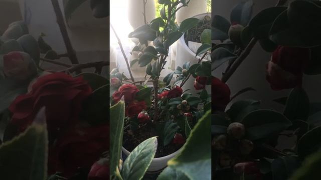 Мои камелии на лоджии смотреть онлайн