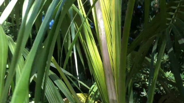 Growing a Kentia Palm in a Colder Climate смотреть онлайн