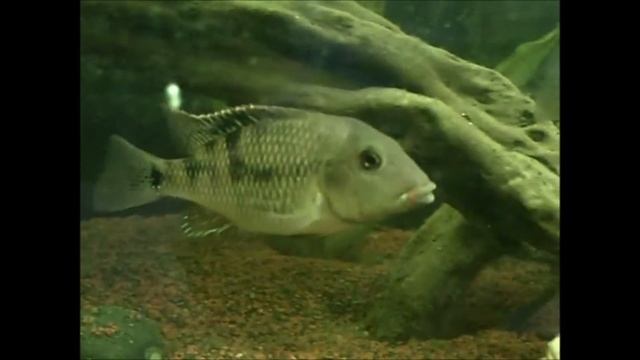 Geophagus Steindachneri 19 weeks old смотреть онлайн