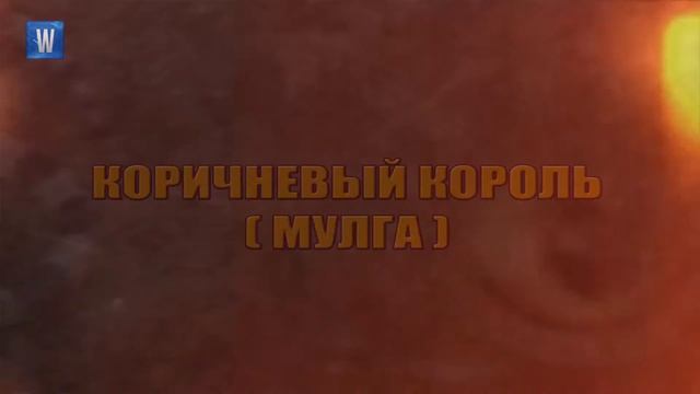 5 самых опасных и ядовитых змей в мире смотреть онлайн