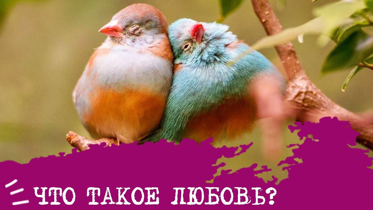 Что такое ЛЮБОВЬ?