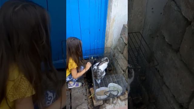 Бабушкин кролик🐰Боря смотреть онлайн