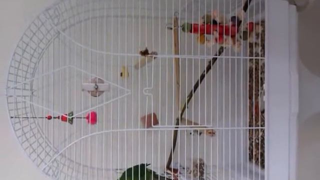 Какарики Киви смотреть онлайн