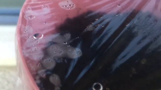 как вырастить базилик дома смотреть онлайн