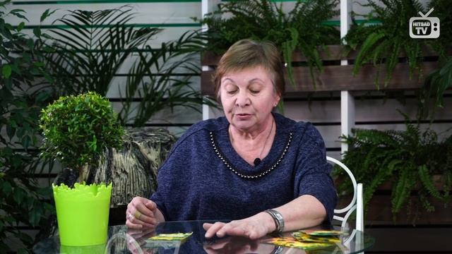 ПОДСОЛНЕЧНИК Декоративные виды ? Как правильно рассчитать сроки посадки? обзор смотреть онлайн