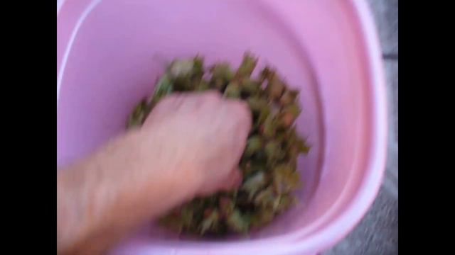 фундук Керасунд урожай с 3 и 4 летнего штамба смотреть онлайн