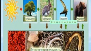 Урок биологии №3. Пищевые цепи и пищевые сети.